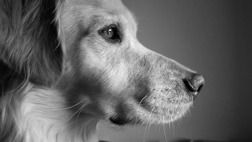 Close-up of a dog