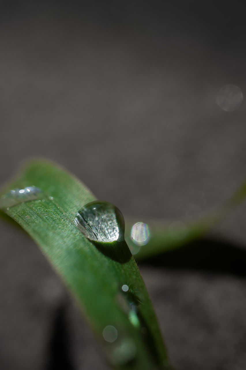 CLOSE-UP OF WATER DROPS ON PLANT