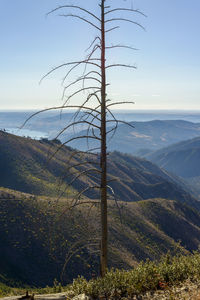 Burnt tree with burnt mountains behind