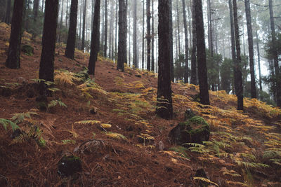 Trees in forest