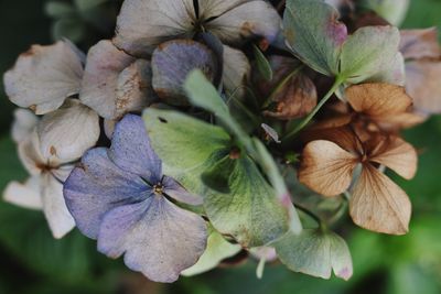 Close-up of hydrangea blooming outdoors