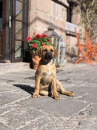 Portrait of a dog on footpath