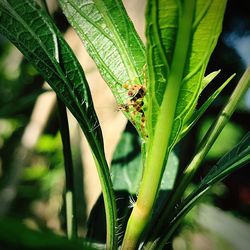 Close-up of insect on plant