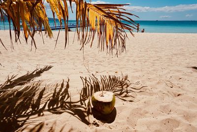 Plants growing on beach against sea