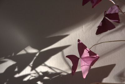 Close-up of shadow on wall at home
