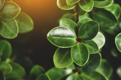 Close-up of green plant