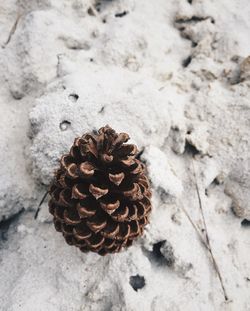 High angle view of pine cone on land