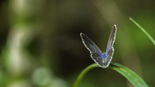 Close-up of butterfly on purple flower