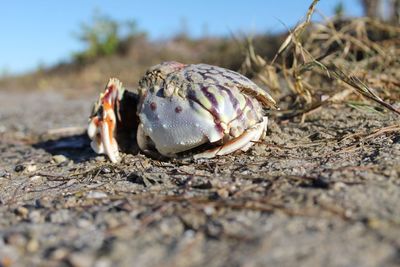 Close-up of shells on the ground