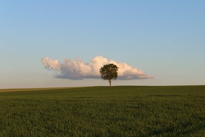 Scenic view of agricultural field against sky