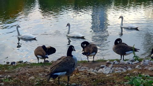 Flock of birds on lakeshore