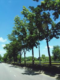 Trees by road against sky