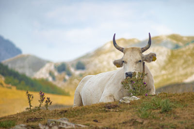 Portrait of cow