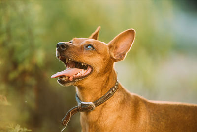 Close-up of dog