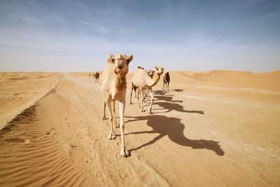 View of a horse on sand