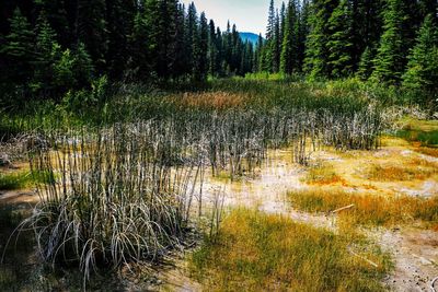 Scenic view of lake in forest