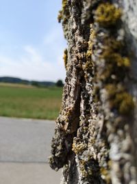 Close-up of moss on tree trunk