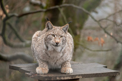 Feldkirch, austria, february 17, 2024 lynx in a wild life park shot is taken through a fence