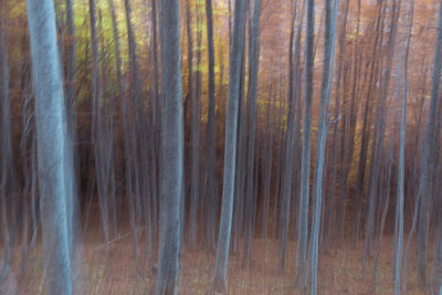 Full frame shot of trees in forest