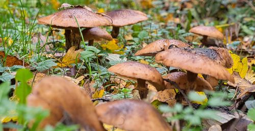 Close-up of mushroom growing on field