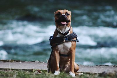 Portrait of dog looking away outdoors