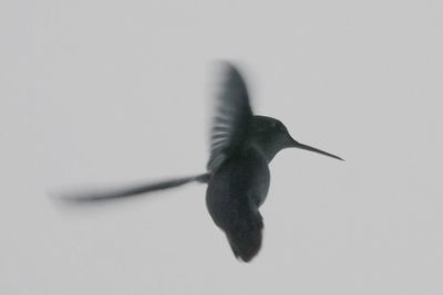 Low angle view of a bird flying