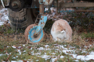 Persian cat on the field