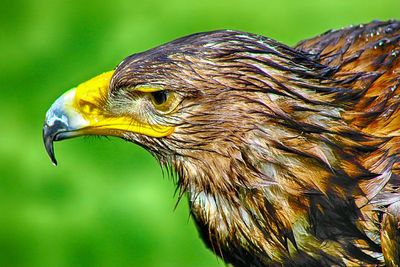 Close-up of wet eagle