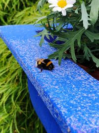 High angle view of bee pollinating on purple flower