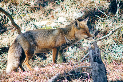 Side view of lion in the forest