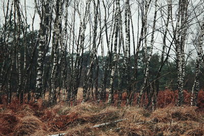 Plants growing on land against sky