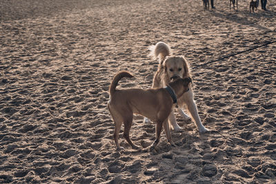 Dog looking away on sand