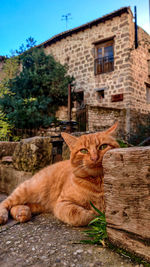 Cat relaxing in a building