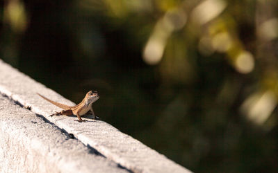 Close-up of lizard on retaining wall