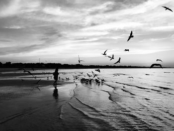 Seagulls flying over beach