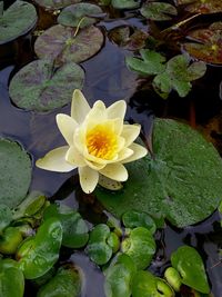 Close-up of lotus water lily in lake