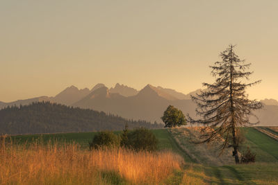 Scenic view of field against sky during sunset