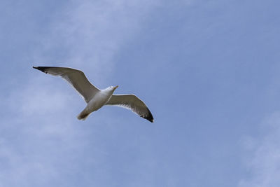 Low angle view of seagull flying