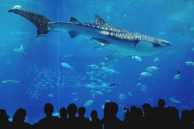 Silhouette people looking at whale shark in okinawa churaumi aquarium tank