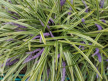 Full frame shot of purple flowering plant on field