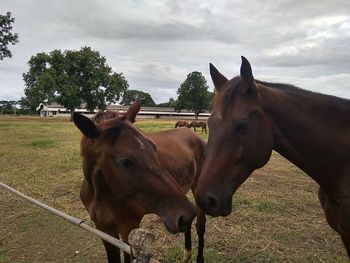 Horses in the field