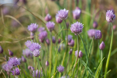 Close-up of purple flowering plants on field