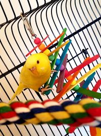 Low angle view of yellow bird hanging on fence