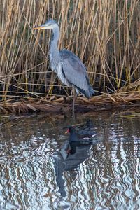 High angle view of gray heron perching on lake