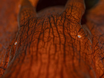 Close-up of human hand