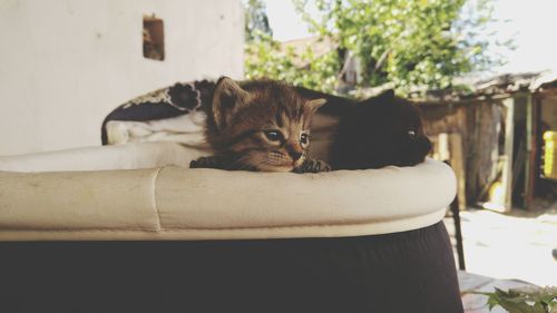 Portrait of cat relaxing on sofa