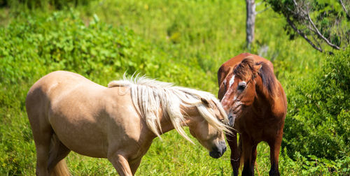 Horses in a field