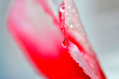 Close-up of wet red leaf