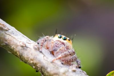 Close-up of spider on leaf