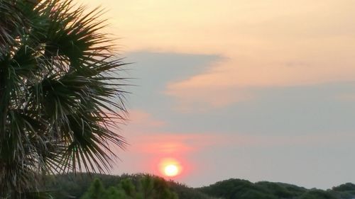 Close-up of plant against sky at sunset